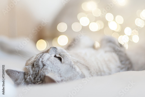 Scottish straight cat lies on his back bokeh from lights in the background. Cat upside down. Close up white cat face. Favorite pets, cat food. © svetograph