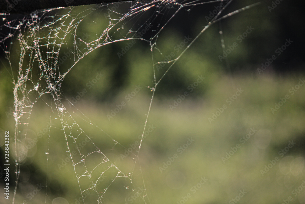 morning dew on the web, Close-up photo of spider web with green background. 