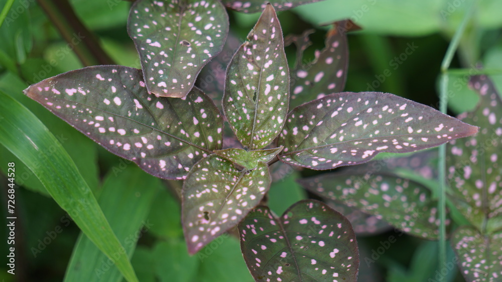 Hypoestes phyllostachya (polka dot plant, Hypoestes sanguinolenta). This plant is cultivated as an ornamental plant and is familiar as a houseplant Hypoestes phyllostachya (polka dot plant, Hypoestes sanguinolenta). This plant is cultivated as an ornamental plant and is familiar as a houseplant
