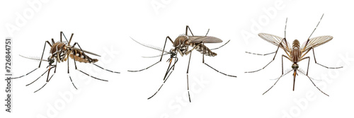 Collection of PNG. Mosquito isolated on a transparent background.