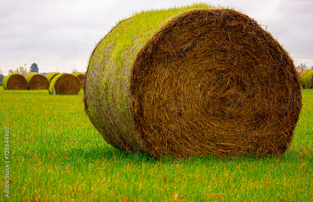 Round straw bales rolled in the field, spring scenery, green grass, bales covered with grass