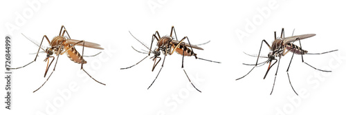 Collection of PNG. Mosquito isolated on a transparent background. © morepiixel