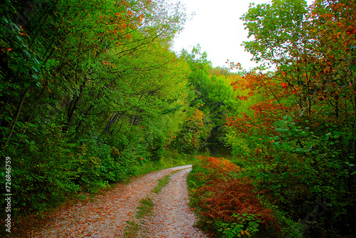 Pristine scene at Eremo di Soffiano near Sarnano in the Sibillini Mountains, autumn leaves punctuating a gravelly path heading to the right, standing beside thick groves of freshly colored fall trees