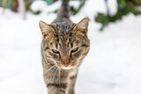Cat on a winter walk
