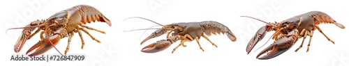 Collection of PNG. Lobster crayfish isolated on a transparent background.