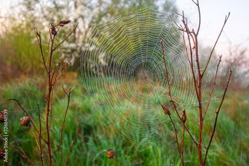 Spider web covered with dew, water drops on the meadow in the morning, spider's web 
