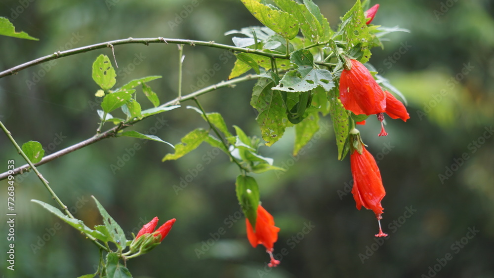 Malvaviscus (Turk's cap mallow, wax mallow, sleeping hibiscus, mazapan). This plant is used mostly for wounds, fever, hypertension, sore throat, bronchitis, gastritis, and liver problems
