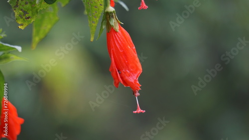 Malvaviscus (Turk's cap mallow, wax mallow, sleeping hibiscus, mazapan). This plant is used mostly for wounds, fever, hypertension, sore throat, bronchitis, gastritis, and liver problems photo