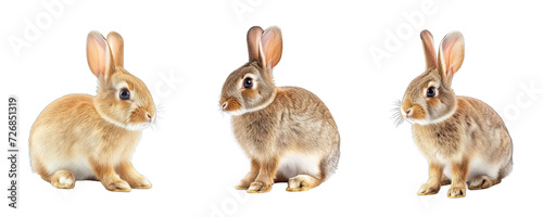 Collection of PNG. Rabbit isolated on a transparent background.