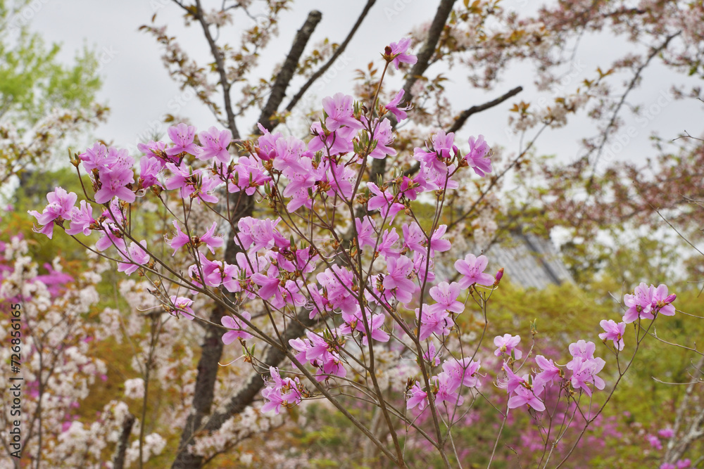 仁和寺の御室桜とミツバツツジ