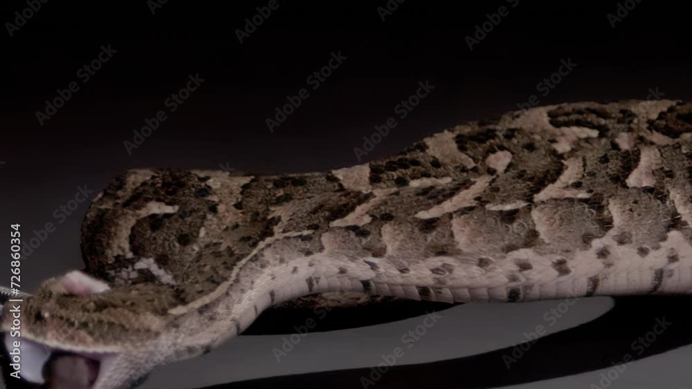 Slow motion snake strike puff adder eating mouse nature documentary Slow motion snake strike puff adder eating mouse nature documentary