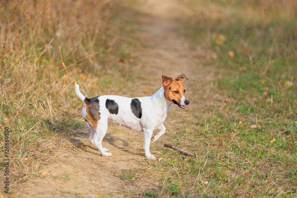 A cute Jack Russell Terrier dog walks in nature. Pet portrait with selective focus and copy space