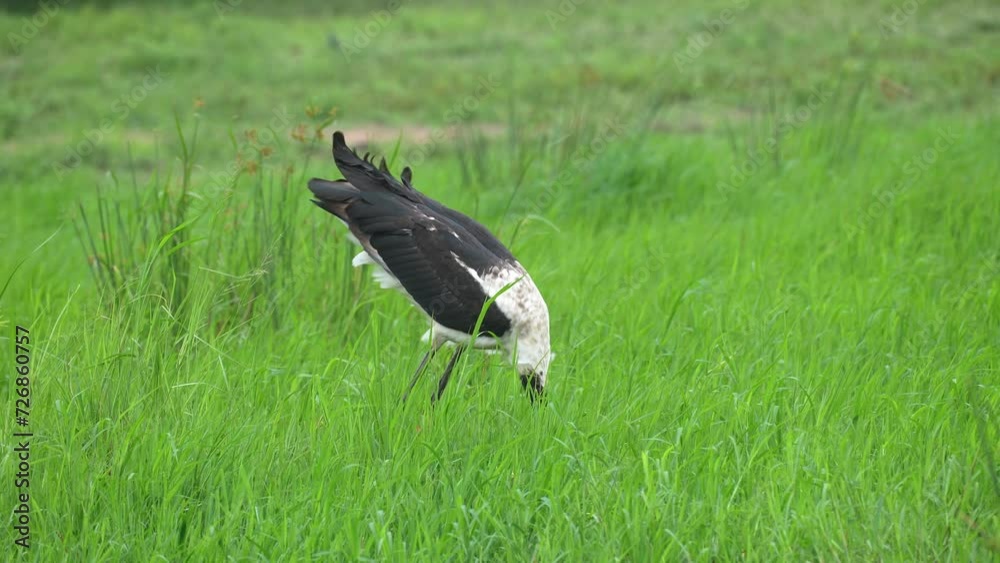 Saddle-Billed Stork Fishing In African Wetland, Water Drips Off Beak, Slow Motion, Medium Shot Saddle-Billed Stork Fishing In African Wetland, Water Drips Off Beak, Slow Motion, Medium Shot