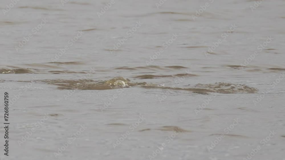 Hippopotamus Submerging In Freshwater Lake, Close Up, Slow Motion Hippopotamus Submerging In Freshwater Lake, Close Up, Slow Motion