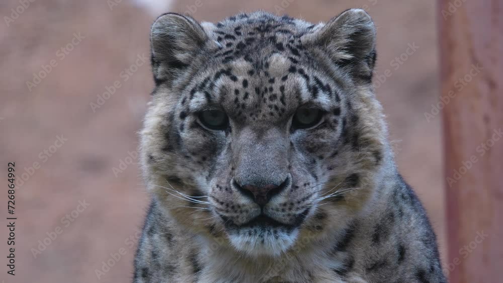 Close up of a snow leopards head looking aroundClose up of a snow leopards head looking around Close up of a snow leopards head looking aroundClose up of a snow leopards head looking around