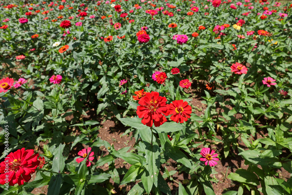 The flower Zinnia elegans  zinnia graceful