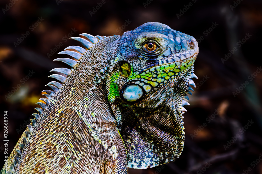 Fototapeta premium Iguana