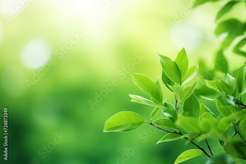 Beautiful green leaves on blurred background  space for text. 