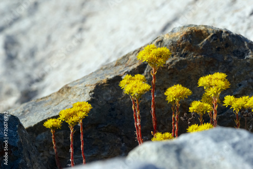 Bright yellow Petrosedum bloom on red stems among rocks. photo