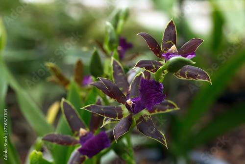 Exotic Zygopetalum orchid with green and purple flowers and leaves.
