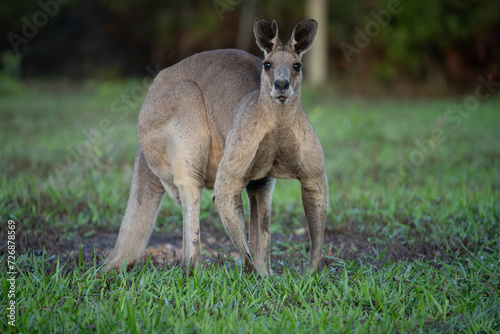 An Australian wallaby looking up whilst grazing in the early morning