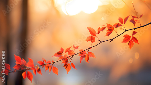 Close up of Autumn Leaves of a Tree in the Sunshine Blurred Background,,
Close-Up of Autumn Leaves in Sunlight

