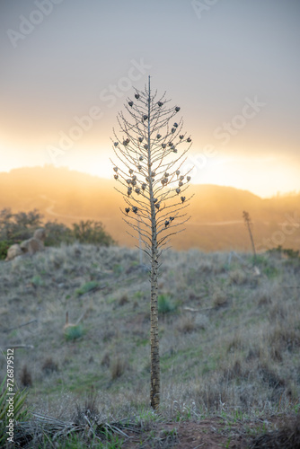 Macro, Photo, Chaparral Yucca, Foggy Sunset, Los Padres National Forest