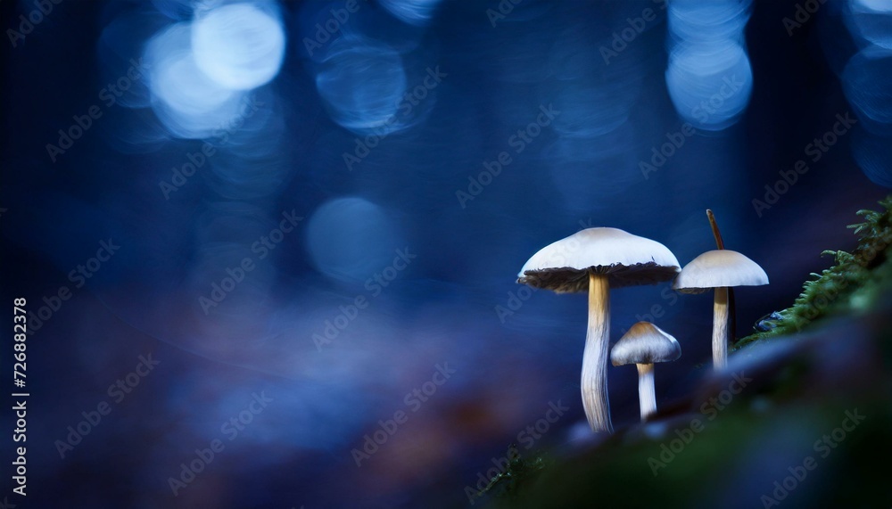 Fototapeta premium Various types of mushrooms in one frame. Dark blue background.