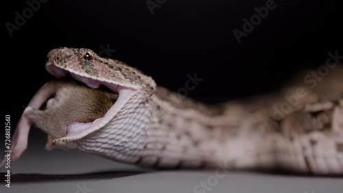 Puff adder eating a rodent on black backdrop nature documentary photo