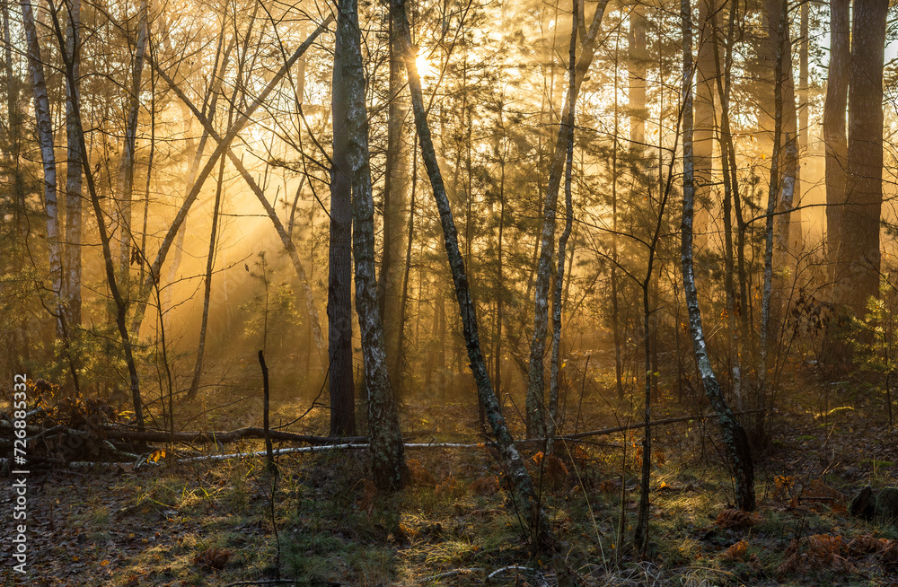The sun's rays break through tree branches and slight fog. Sunny morning in a forest or park. Walk in nature. The sun's rays break through tree branches and slight fog. Sunny morning in a forest or park. Walk in nature.