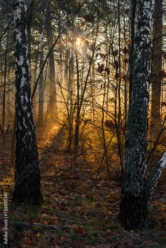 The sun's rays break through tree branches and slight fog. Sunny morning in a forest or park. Walk in nature.
