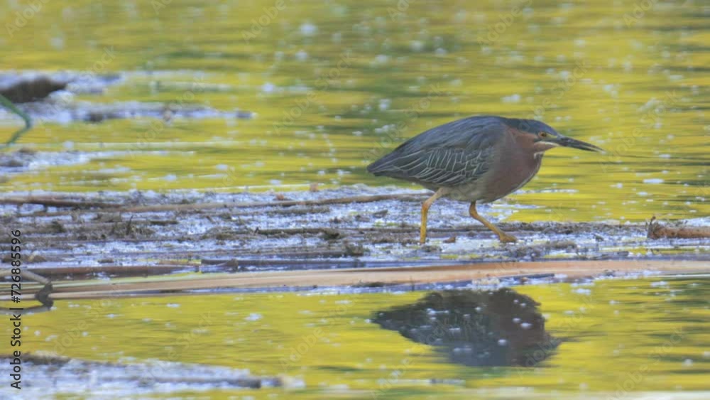 Green Heron on Shore Looking for Fish Slow Motion Green Heron on Shore Looking for Fish Slow Motion