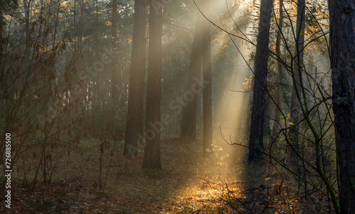 The sun s rays break through tree branches and slight fog. Sunny morning in a forest or park. Walk in nature.