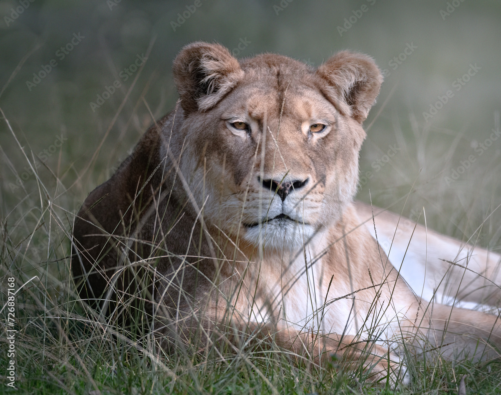 Obraz premium portrait animalier de Lionne au repos 
