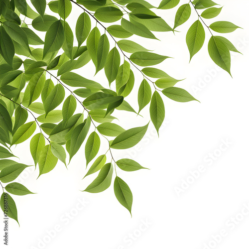 leaves-minimalist-close-up-on-white-background-essence-of-nature-highlighted-simplicity