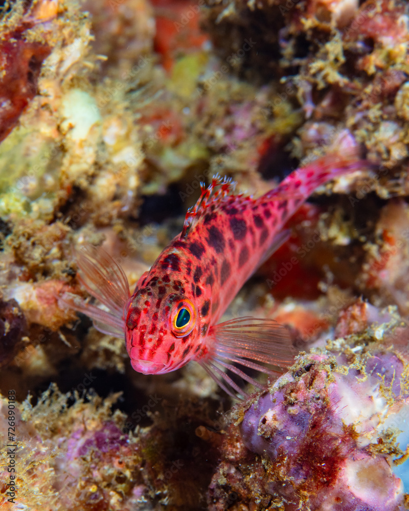 Hawkfish