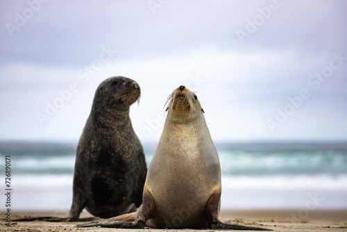 cute couple of new zealand sea lions mating on the beach, allans beach on otago peninsula near dunedin, new zealand