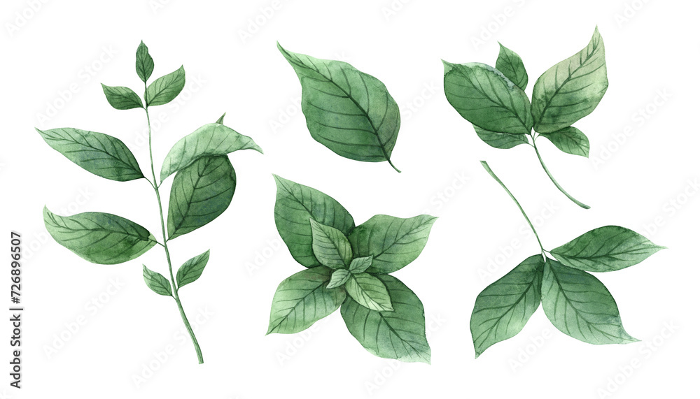 Watercolor set of fresh bunches and mint leaves. Hand drawn illustration on isolated background, suitable for menu design, packaging, poster, website, textile, invitation, brochure, textile, sticker. Watercolor set of fresh bunches and mint leaves. Hand drawn illustration on isolated background, suitable for menu design, packaging, poster, website, textile, invitation, brochure, textile, sticker.