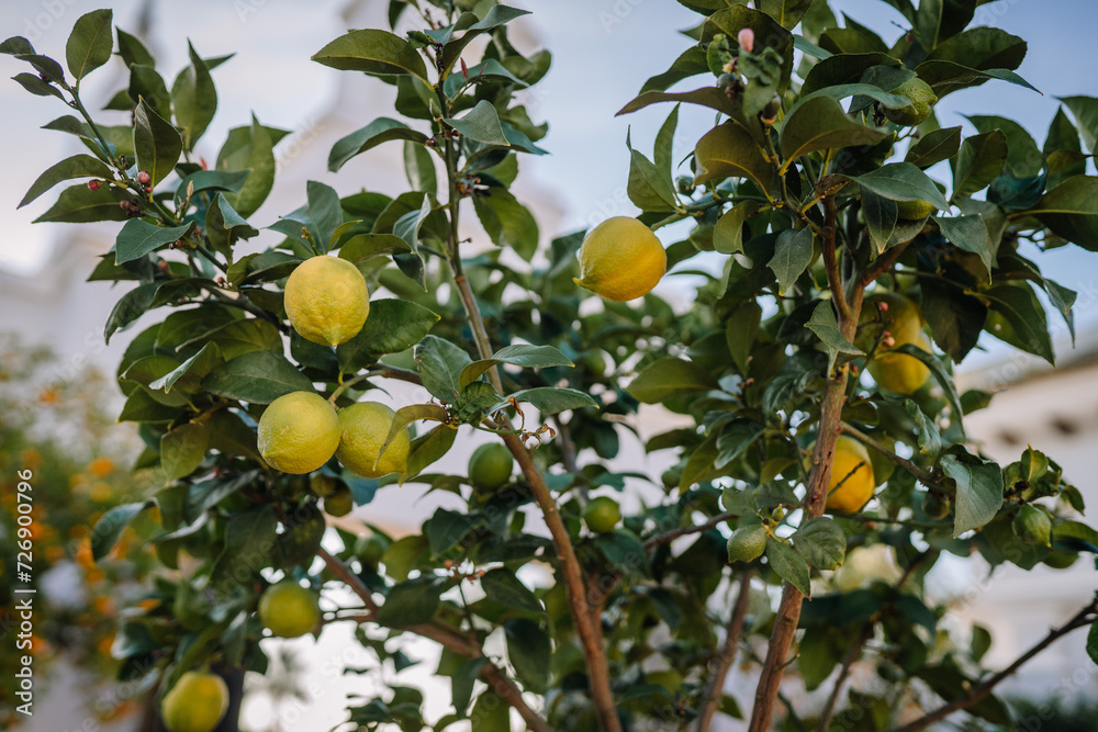 Sotogrante, Spain - January 27, 2024 - lemon tree with ripe lemons against the blurred background of a white building.