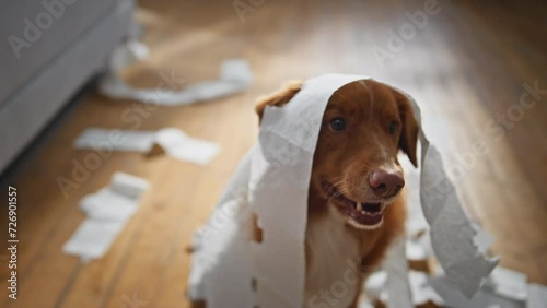 Closeup cute doggy sitting at apartment wrapped in toilet paper. Portrait dog photo