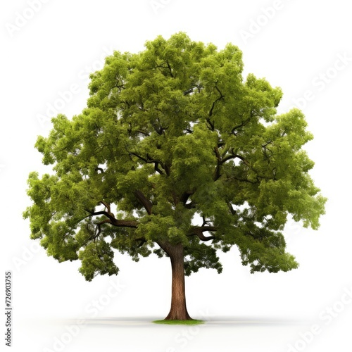 Photo of oak tree isolated on white background