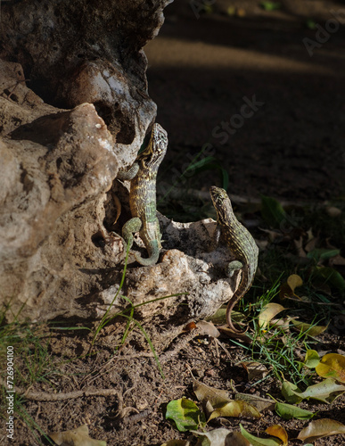 curly-tailed lizards on the rock, Leiocephalus carinatus, Cuba © nexusby