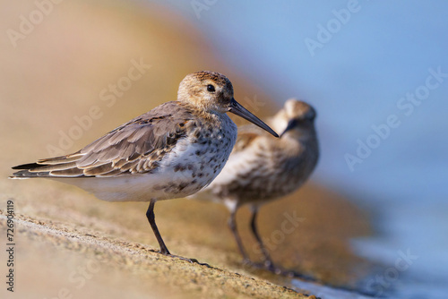 Dunlins, two waders on the shore, Calidris alpina