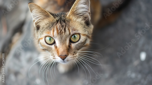 Curious cat gazing upwards with bright eyes. © RISHAD