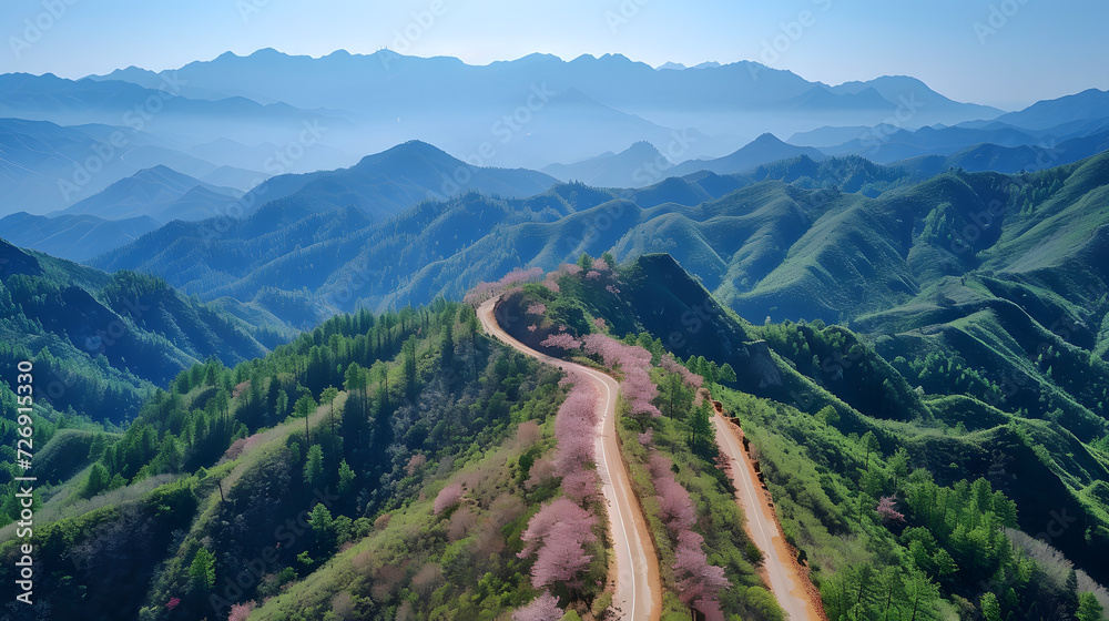 Fototapeta premium A beautiful pink sakura flower tree landscape with a dirt road going through it.