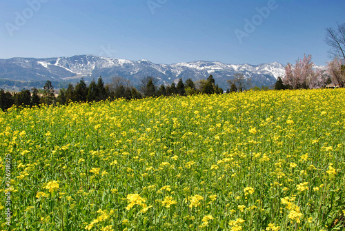 菜の花畑と残雪の山を望む