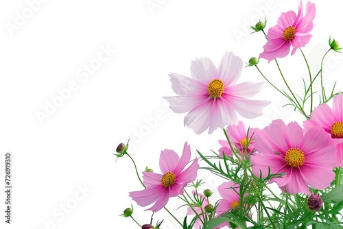 Growing cosmos flower like a bouquet with big leaves and  a white background.