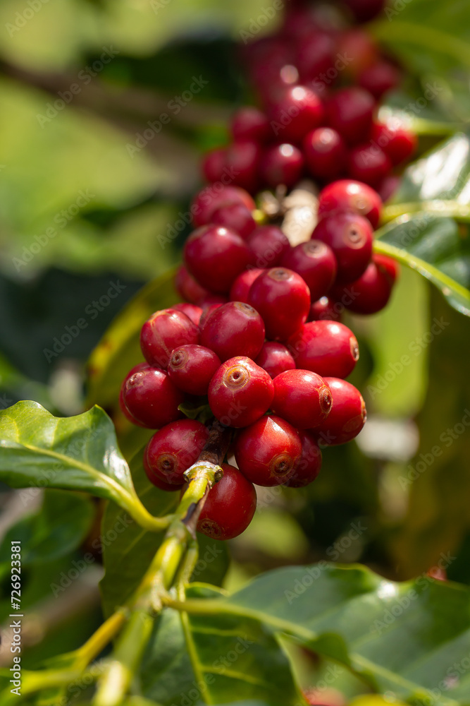 Cherry coffee beans on the branch of coffee plant Cherry coffee beans on the branch of coffee plant