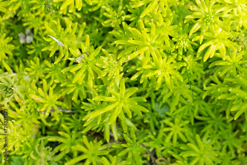 Green grass texture background  nature texture