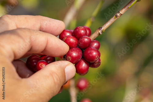 Harvesting Ripe red coffee berries from the branches of coffee trees with Hand